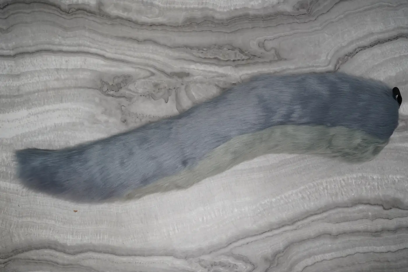 Gray dragon shaped tail with a lighter underside, hand sewn for the Protogen partial