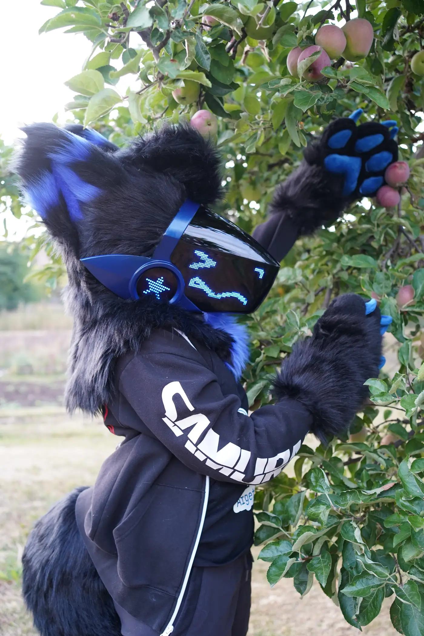 Black and blue Protogen partial picking apples from a tree, seen from behind