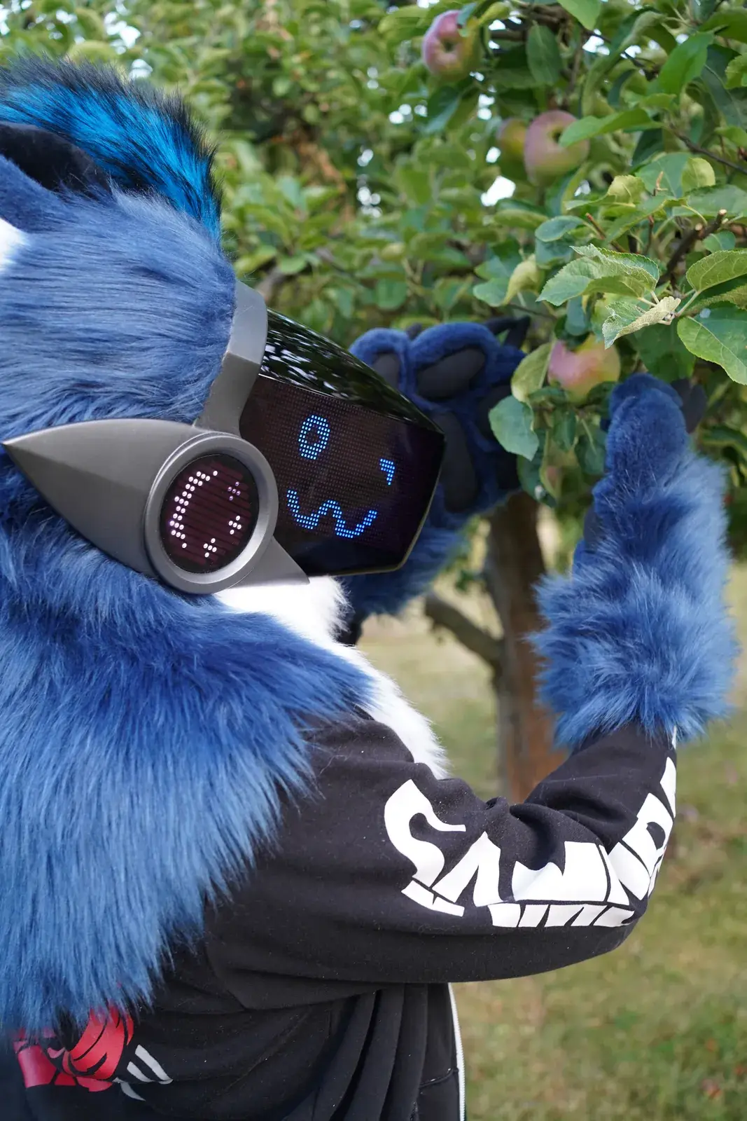 Blue and white Protogen mini partial picking apples from a tree, blue face on the LED visor