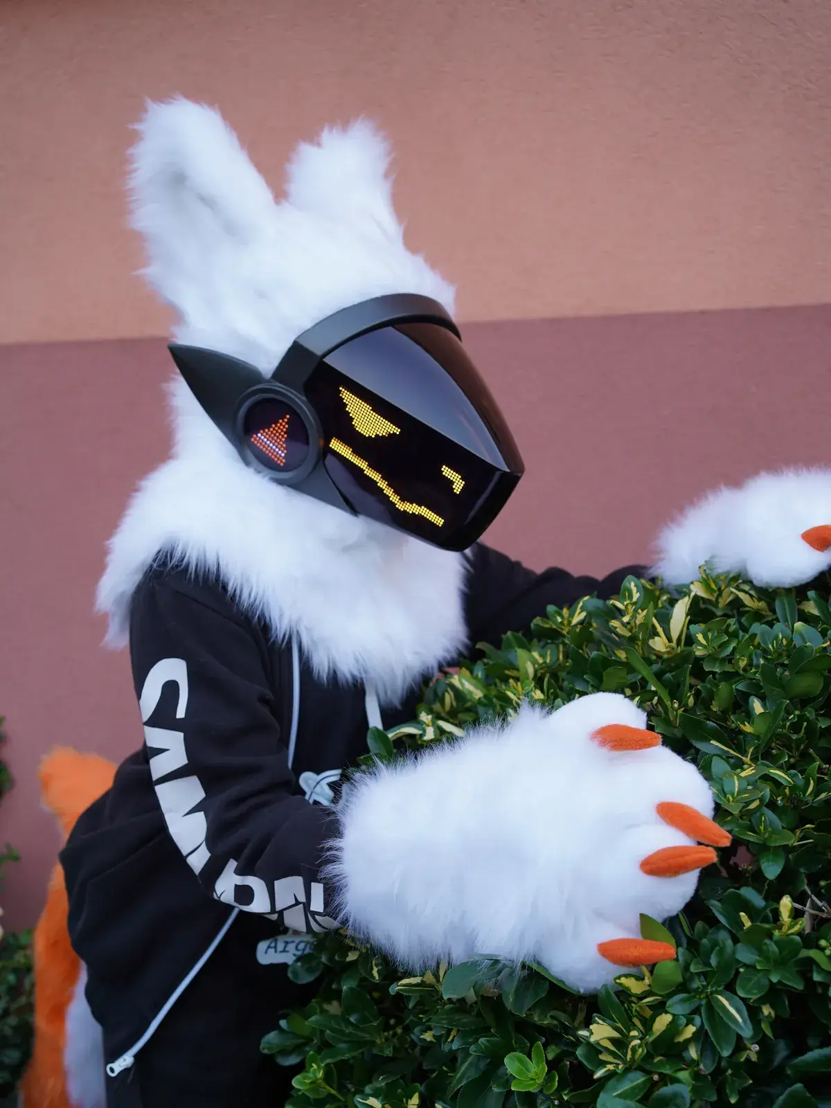 White Protogen mini partial leaning over a hedge by a pink wall, white hand paws with orange claws