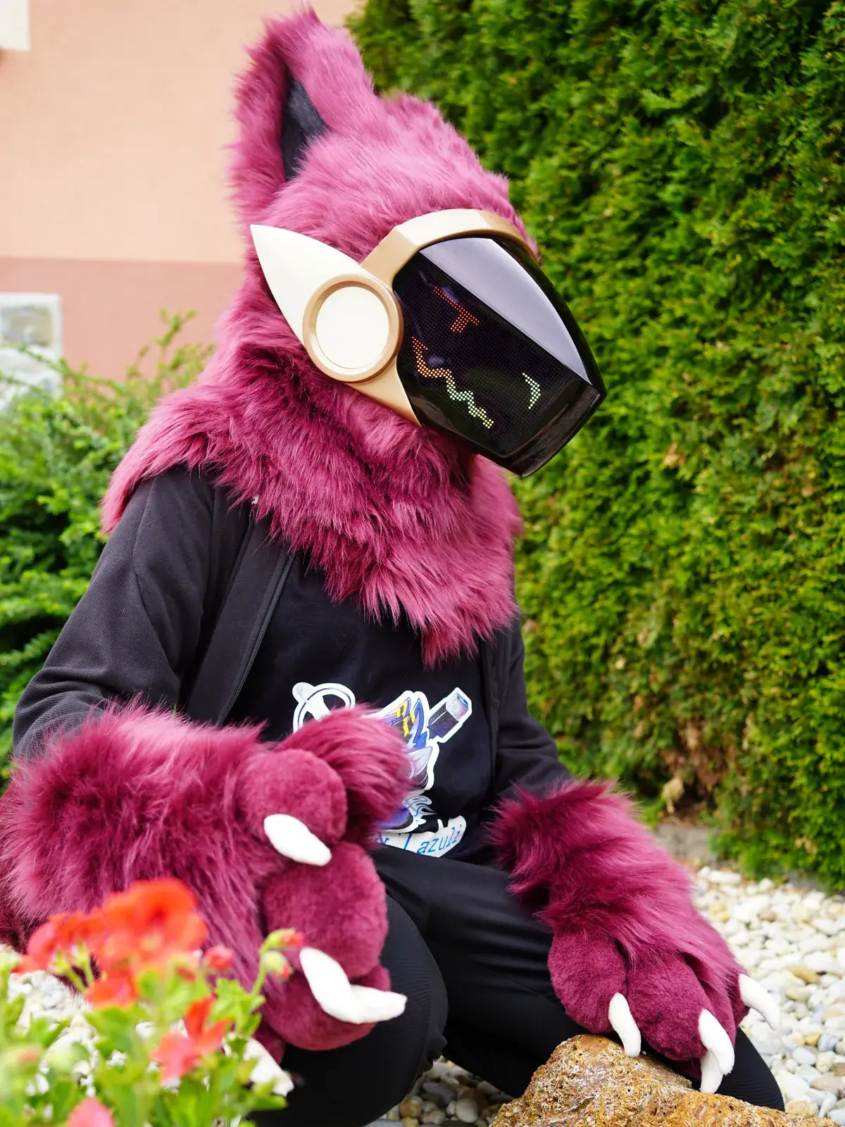 Burgundy Protogen mini partial crouching in a rock garden by red geraniums, burgundy hand paws with white claws
