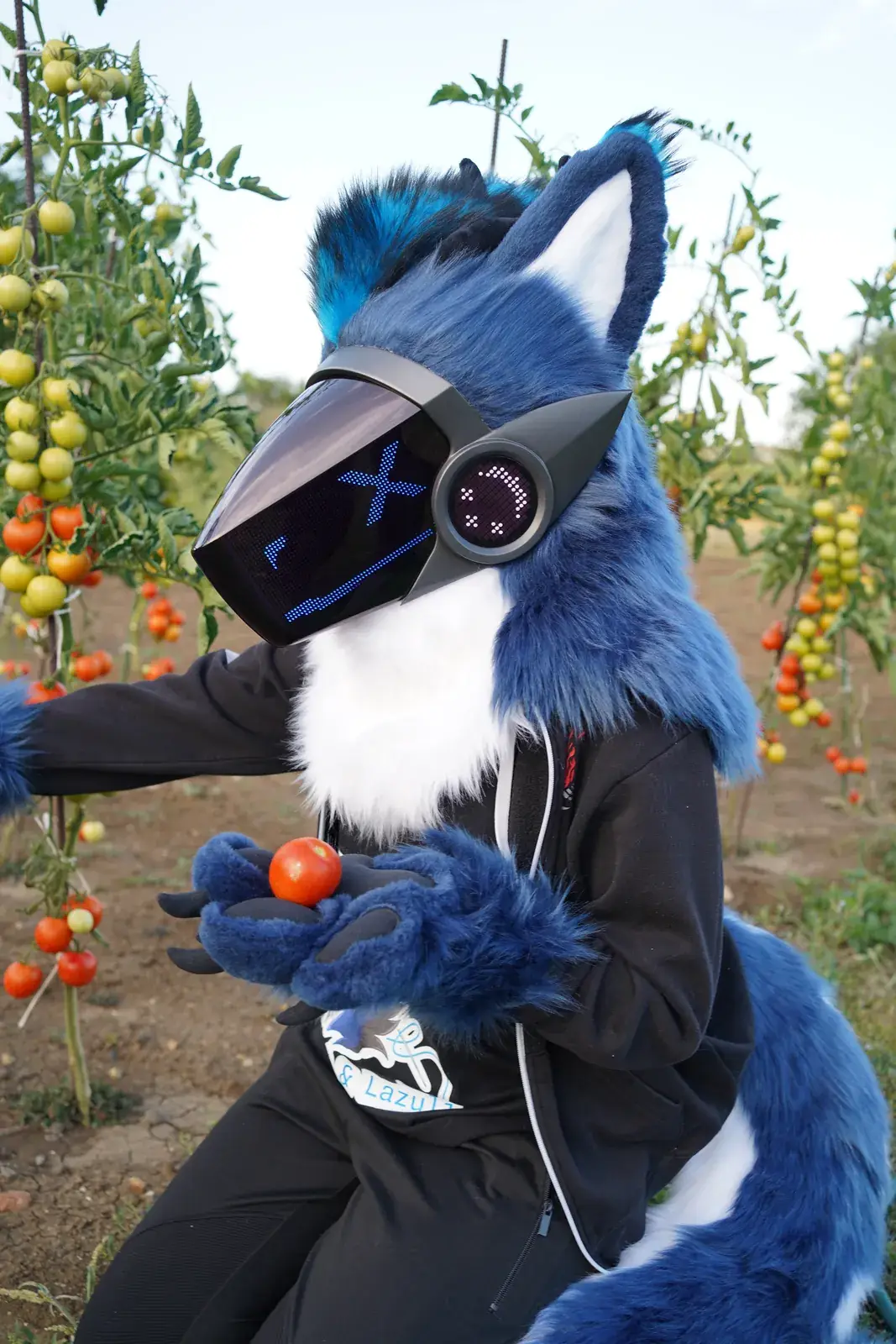 Blue and white Protogen mini partial holding a tomato in a tomato garden, a blue X over one eye on the LED visor