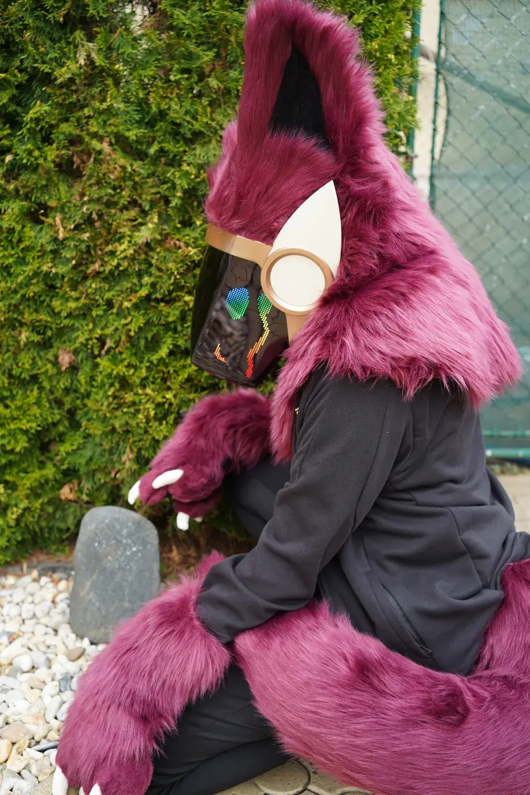 Burgundy Protogen mini partial kneeling on white gravel with its large burgundy tail