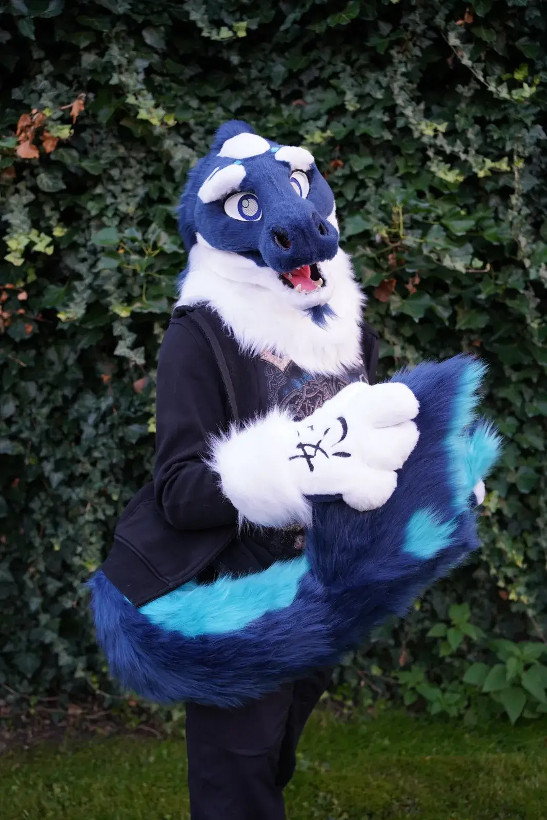 Navy blue and white toony dragon partial with large blue eyes, a white ruff and a teal striped tail outdoors
